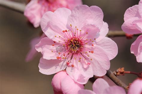 桃花的意思